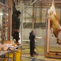 La destruction des animaux nécessite l’intervention d’un vétérinaire.