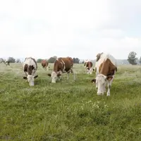 Le vêlage à deux ans est tout à fait réalisable en montbéliardes, à condition de respecter quelques règles.