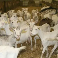 Près d'un éleveur caprin sur deux transforme à la ferme son lait.