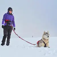 Laëtitia Birolini, aux côtés de l’un de ses douze chiens nordiques.