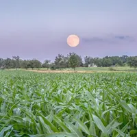 “Travailler avec la lune n’a rien “d’une science exacte”, précise René Becker, mais “c’est un atout supplémentaire”.