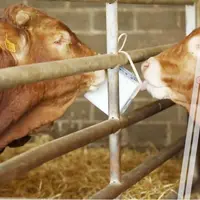 L’outil d’évaluation du bien-être animal prend en compte cinq libertés : l’absence de faim et soif, l’absence de douleur, blessure et maladie, l’absen