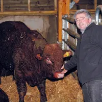 Le doux Carlos, 16 mois et déjà 700 kilos à la pesée : la fierté de son propriétaire, Jean-Louis Magne.