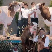 Prim’holsteins, montbéliardes et abondances ont concouru pour les Miss laitières 2009.
