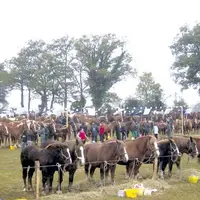 153 éleveurs et 260 chevaux participaient.
