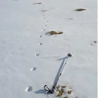 Une vingtaine d'indices de présence du loup collectés cet hiver dans le département. Photo d'illustration.