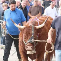 Parmi les satisfactions du Départemental salers 2018, la venue en nombre du public.