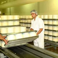 Environ 6 200 tonnes de bleu d’Auvergne sont produites chaque année par huit fabricants (ici LFO Saint-Flour).