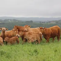 Près de 20 000 mères limousines sur les terres du Cantal, ce qui correspond à environ 13 % de l’effectif allaitant départemental. 