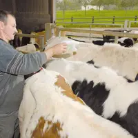 La désinsectisation est plus que jamais préconisée pour faire face à l’infection du bétail.