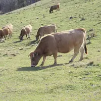 “Dans vos régions couvertes d’herbe, sans élevage, on va complètement fermer ces paysages, ces territoires, avec la forêt et plus personne n’y habiter
