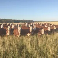 L'Uruguay a développé ces dernières années une filière d'engraissement intensive en parallèle de l'élevage de veaux maigres.