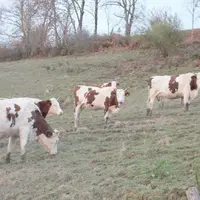 Depuis 2015, la collecte départementale de lait s’est repliée de 10 % pour tomber à 335 millions de litres.