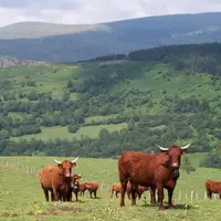 Les clostridies du charbon symptomatique ont la particularité de produire des formes de résistance, 
les spores, qui survivent dans la terre plusieur