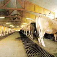 Les crédits sont insuffisants pour financer la modernisation des bâtiments d’élevage.