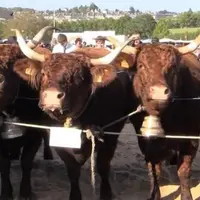 Le groupe de vaches de Frédéric Duval a fière allure.