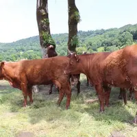 À gauche, la vache contaminée à l'ehrlichiose qui devra prochainement être abattue.
