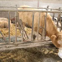 L’association attend un engagement ferme de l’ensemble des acteurs de la filière sur une grille de prix et une visibilité à moyen terme.