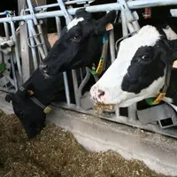 Avec un prix du lait de base qui a plongé sous les 300 €/T, la production laitière est la première impactée.