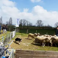 Les ateliers pratiques ont permis aux jeunes d’assister à une démonstration de chiens de troupeau organisée avec l’Acuct (Association cantalienne des