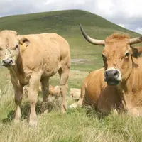 L’aubrac, une race reconnue aujourd’hui bien au-delà des frontières hexagonales.