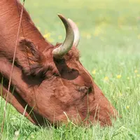 Les équipes de l'Inra ont aussi montré que les prairies, notamment pâturées, constituent de véritables pièges à carbone.