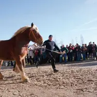 Les nouveaux étalons nationaux des Haras d’Aurillac étaient présentés samedi 13 janvier.