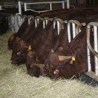 Les éleveurs salers souhaitent avoir les moyens de fixer et réimporter la génétique localement.