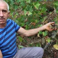 Serge Broha devant un pied de chenin impacté par la sécheresse.
