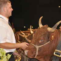 Quatre-vingt-dix exposants, 400 animaux en concours : le National salers n’a lieu que tous les cinq ans au Sommet de l’élevage. Un évènement d’envergu