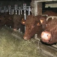 Trop peu d’éleveurs choisissent d’engraisser leurs animaux.
