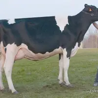 “Sadie Manoir”, appartenant à Jean-Louis Lafon (Tourniac), finit “réserve grande championne” du Top 100 prim’holstein de Baraqueville. La délégation c