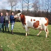 “Uctane”, vache montbéliarde de 3 ans, avec ses éleveurs Claude, Pascal et Cédric Combes.