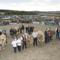 Les plus beaux animaux du concours au 1er plan et de gauche à droite : “Nippone” (M. Protet) ; “Ukraine” (M. Bertrand) ; “Lauréate” (Gaec Raynal) ; “R