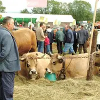 Un concours de haut niveau, un public nombreux : le comice des 3-Cantons est en pleine forme !