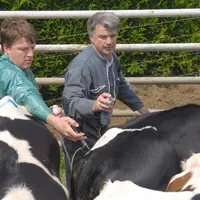 Depuis le 26 septembre dernier, 80 000 bovins ont été vaccinés dans le Cantal.