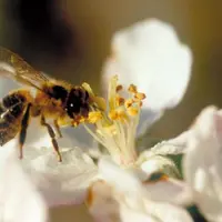 Nombreuses sont les voix à s’élever pour alerter sur le signal préoccupant pour l’homme de la mortalité des abeilles.