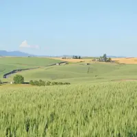 Les pieds solidement ancrés en Auvergne, le groupe Limagrain rayonne aujourd’hui dans 39 pays.