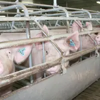 Les élevages porcins de montagne accusent un surcoût de production de 10 cts €/kg carcasse.
