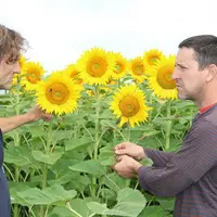 Christophe Cantuel (à droite) et Vincent Vigier devant une parcelle de tournesol.