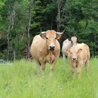 Réduction de l’empreinte carbone, diagnostic bien-être animal, juste rémunération des acteurs de la filière et viande de qualité proposée aux consomma