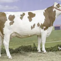 Uvéa, grande championne et championne adulte, au concours Prestige 2008 de la race montbéliarde.