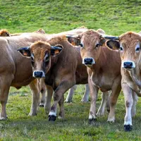 Les aubrac devaient venir dans la ville préfecture en septembre dans une volonté de pédagogie à destination des consommateurs citadins