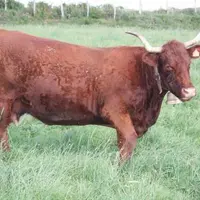 La viande salers Label rouge n’est plus servie aujourd’hui que par une seule boucherie.