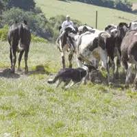 Comme s’il était doté d’un sixième sens, le chien perçoit, souvent plus vite que l’homme, l’animal qui cherche à s’échapper.