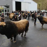 La présentation a permis de juger de la qualité des animaux qui représenteront l'aubrac à Paris.