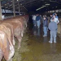 L’Inra de Marcenat abrite 110 vaches laitières et 140 limousines ou salers.