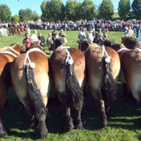 Du suspense et de la qualité : le concours départemental de chevaux lourds a tenu ses promesses samedi à Allanche.