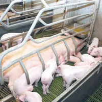 La nouvelle grille permettra aux éleveurs de la Capp de bénéficier d’un soutien jusqu’à 15 euros par porc charcutier produit.