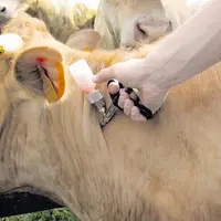 Le Cantal devrait recevoir 105 800 doses pour le sérotype 1.